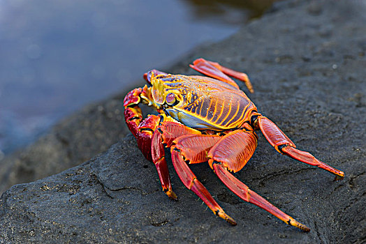 红岩,螃蟹,方蟹,圣萨尔瓦多,岛屿,加拉帕戈斯群岛,厄瓜多尔,南美
