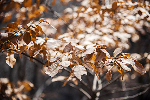 冬季树枝上干枯的树叶