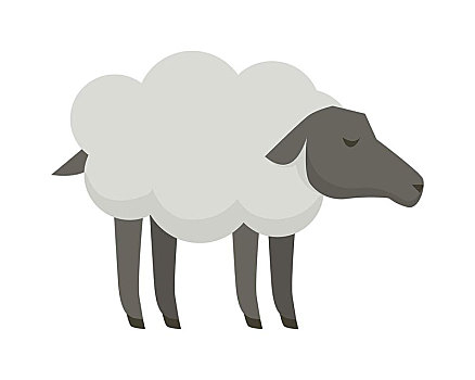 绵羊,插画,矢量,风格,设计,家养动物,乡野,居民,概念,农牧,畜牧,毛织品,肉,制作,隔绝,白色背景,背景