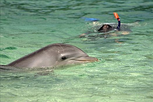 普通,宽吻海豚,成年,游动,水下呼吸管,岛屿,洪都拉斯,加勒比海,中美洲