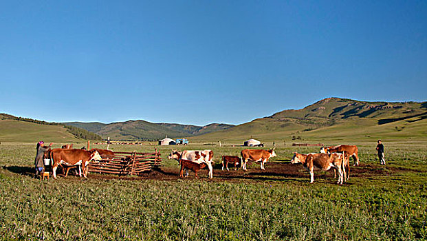 蒙古,挤奶,母牛