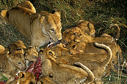 非洲狮,狮子,女性,雌性,幼兽,吃饭,吃,斑马线,斑马,斑马纹,马赛马拉,公园,肯尼亚