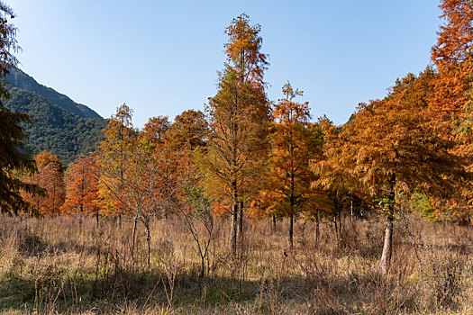 小芝红杉林,小芝红树林