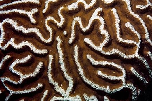 脑珊瑚,印度尼西亚,数码,捕获