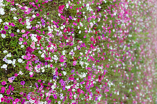 长春花花海