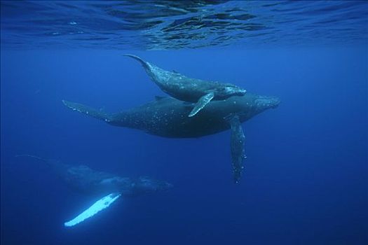 驼背鲸,大翅鲸属,鲸鱼,岛屿,日本