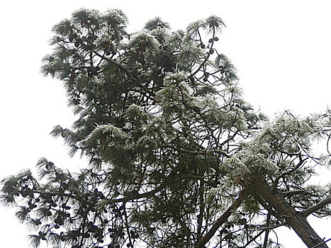 贵州雾凇景观,冬季,旅游,冰雪,雾凇,景观