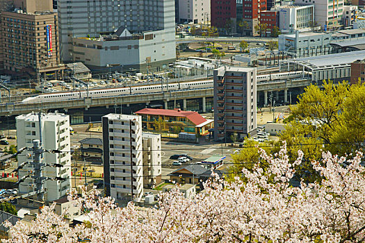 熊本,车站,樱花,日本