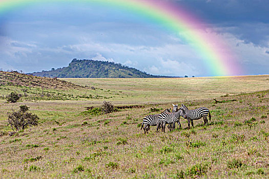 斑马,马,彩虹,纳库鲁湖国家公园,肯尼亚,东非,非洲