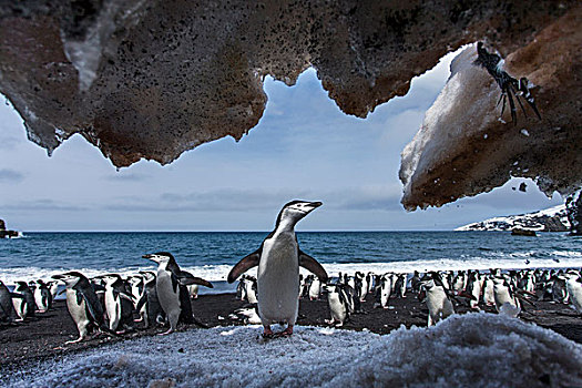 南极,南设得兰群岛,帽带企鹅,阿德利企鹅属,站立,下方,悬挂,雪,斜坡,欺骗岛