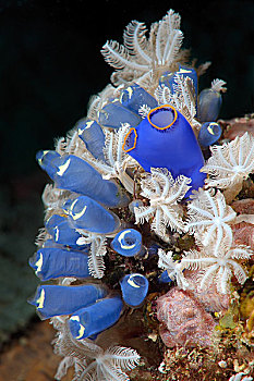 蓝色,被囊动物,海鞘,海鞘类,保和省,海洋,菲律宾,亚洲
