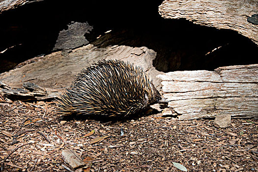 澳大利亚,阿德莱德,野生动植物园,刺状,食蚁兽,独特,哺乳动物,大幅,尺寸
