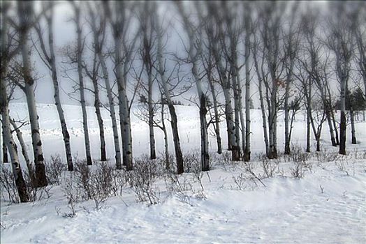 树,积雪,风景