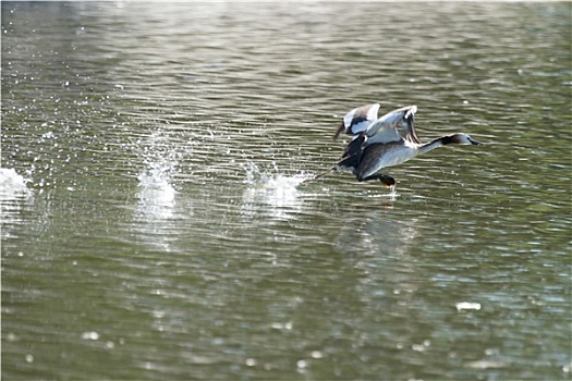 鸭子,起飞,湖