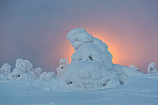 积雪,松树,正面,前灯,芬兰,欧洲