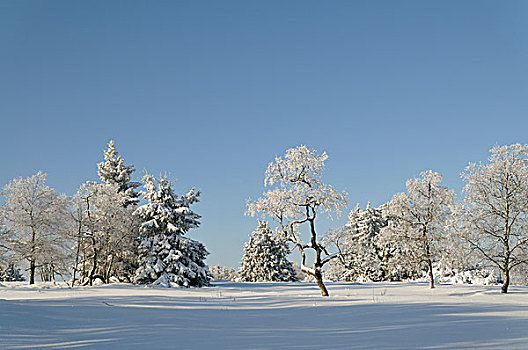 冬季风景,雪,树,北莱茵威斯特伐利亚,德国,欧洲