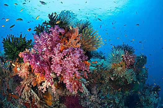 彩色,软珊瑚,装饰,礁石,南方,四王群岛