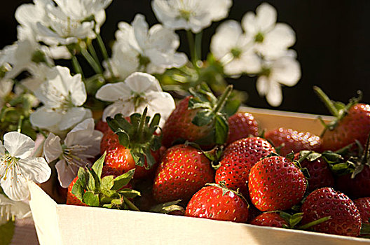 草莓,白花