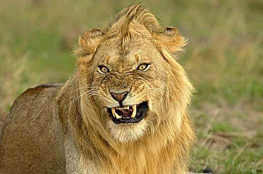狮子,成年,雄性,头像,狰狞,马赛马拉,肯尼亚,非洲
