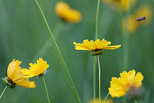 黄色矢车菊