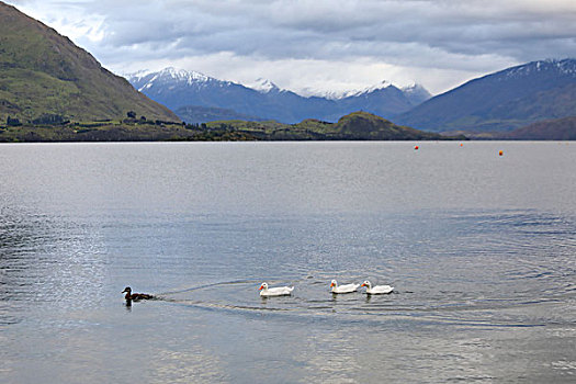 瓦纳卡湖景