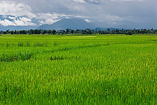 种稻,土地,柬埔寨