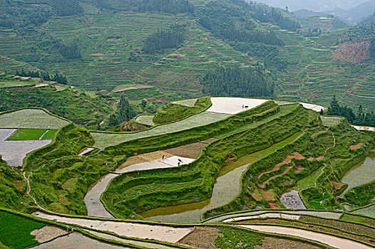 稻米梯田,东方,贵州,省,中国