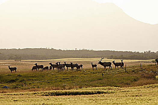 麋鹿,牧群,夹锭钳,溪流,艾伯塔省,加拿大