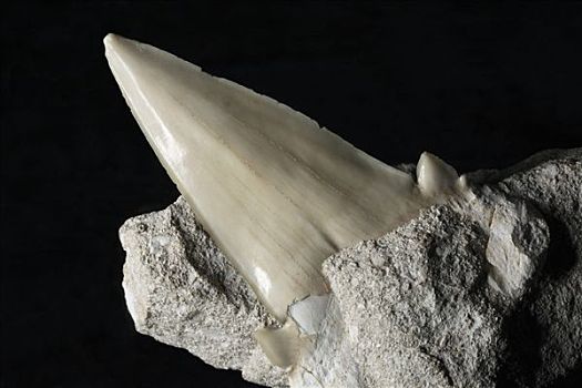 化石,牙齿,鲨鱼