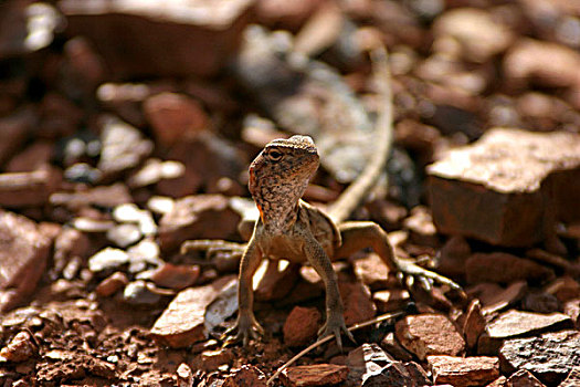 龙,蜥蜴,西澳大利亚州,澳大利亚