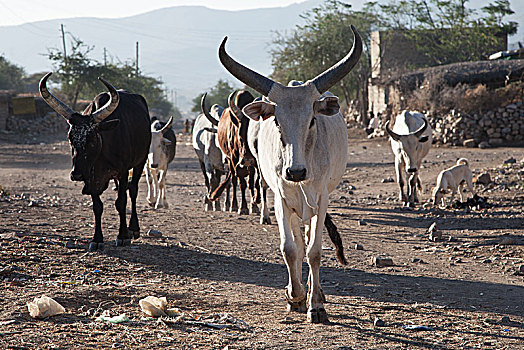 母牛,街道,靠近,区域,埃塞俄比亚,非洲