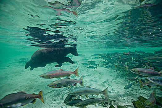 水下视角,大灰熊,游动,产卵,三文鱼,湾,卡特麦国家公园,保存,西南方,阿拉斯加,夏天