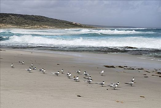 燕鸥,迅速,海滩,西澳大利亚,澳大利亚