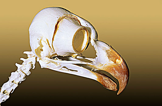 头骨,成年,大雕鸮,艾伯塔省,加拿大