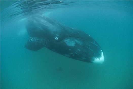 弓头鲸,潜水,水下,巴芬岛,加拿大