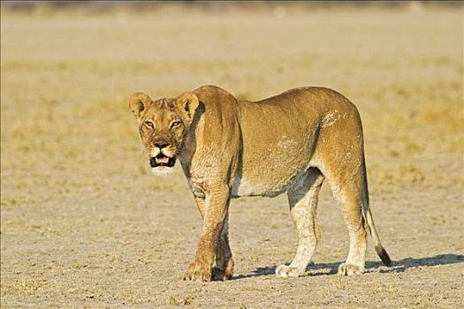 雌狮,狮子,看,捕食,博茨瓦纳,非洲