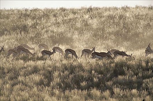 跳羚,放牧,喀拉哈里大羚羊国家公园,南非