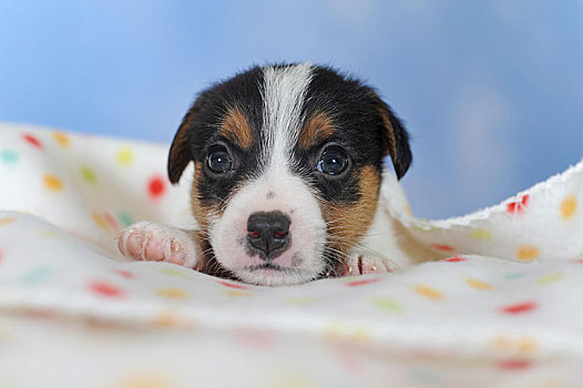 杰克罗素狗,三色,小狗,5星期大,躺着,斑点,毯子,奥地利,欧洲