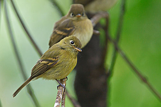 淡黄色,捕蝇鸟,栖息,枝条,哥斯达黎加
