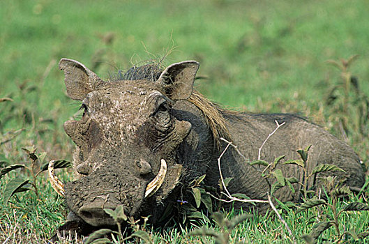 疣猪,休息,马塞马拉野生动物保护区,肯尼亚,非洲