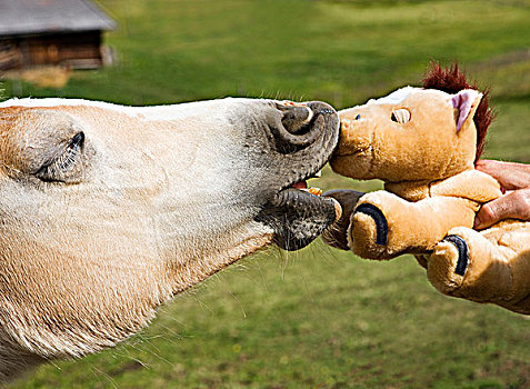 马,吻,毛绒玩具
