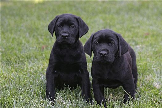 正面,两个,黑色拉布拉多犬,小狗