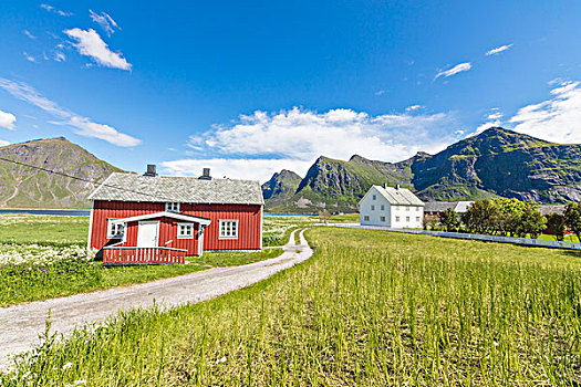 青草,草地,特色,房子,渔村,罗浮敦群岛,挪威,欧洲