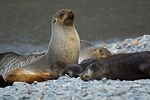 南乔治亚,南极软毛海豹,毛海狮,幼仔,靠近