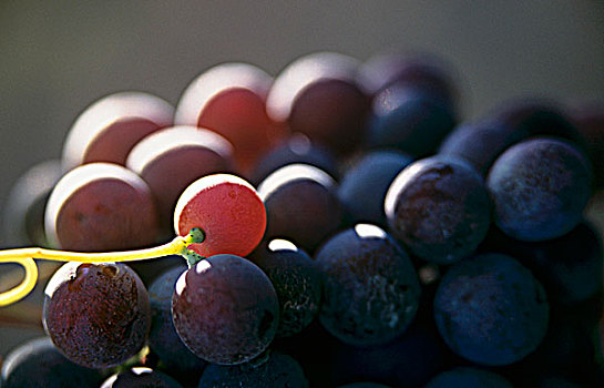 酿红酒用葡萄