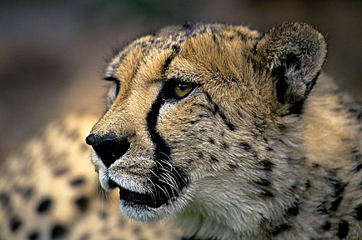 纳米比亚,印度豹,特写