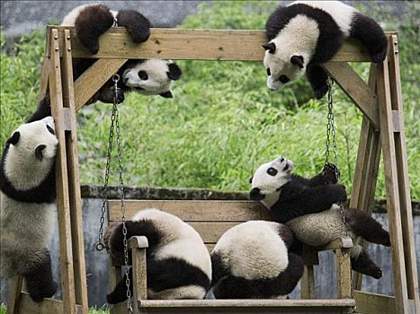 大熊猫,俘获,中国