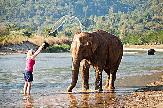 女孩,洗,大象,自然公园,靠近,清迈