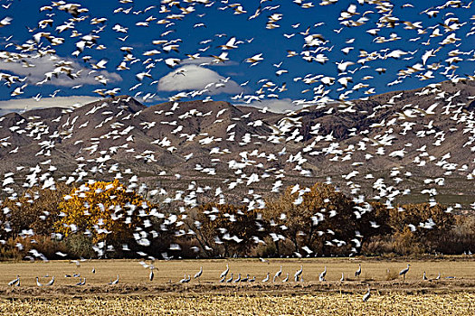 雪雁,成群,飞,冬天,野生动植物保护区,新墨西哥,北美,美国