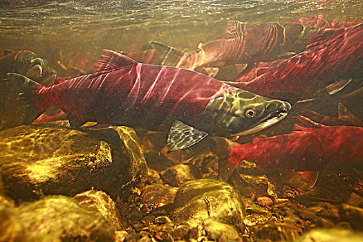 水下,红大马哈鱼,产卵,迁徙,河,设施,靠近,不列颠哥伦比亚省
